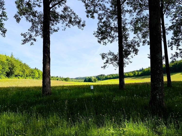 Une journée à la forêt